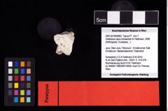 NHMW-GEO-2007z0149-0063_Ol_01.tifDistefania calva (Schweitzer & Feldmann, 2009)  (NHMW-GEO-2007z0149-0063)